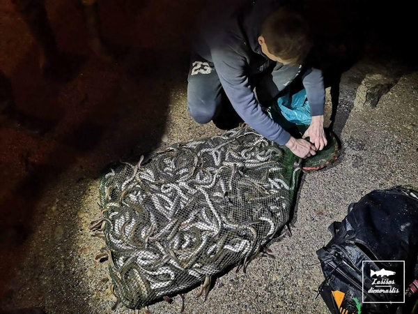 Dangėje sučiupti brakonieriai su beveik 700 nėgių