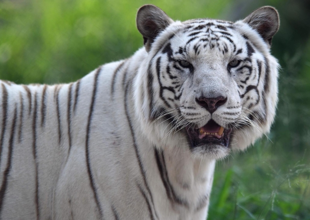 Japonijoje baltasis tigras sudraskė zoologijos sodo prižiūrėtoją