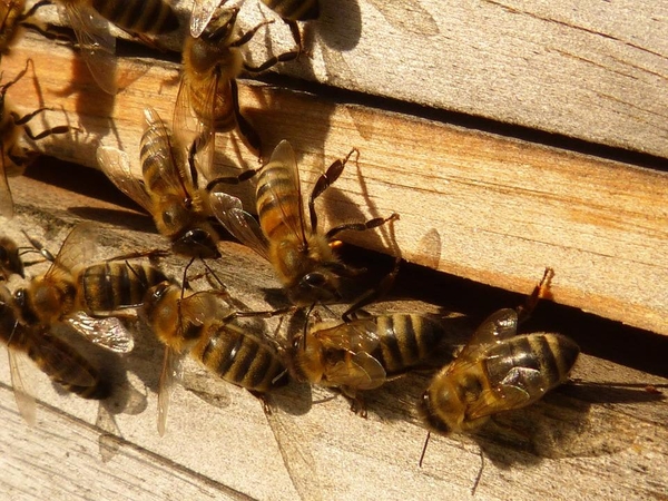 Kretingos rajone pavogtas avilys su bitėmis