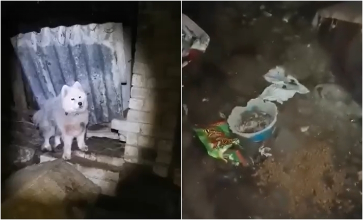 Gyvūnų globėjai Kretingos rajone išgelbėjo dar šešis šunis