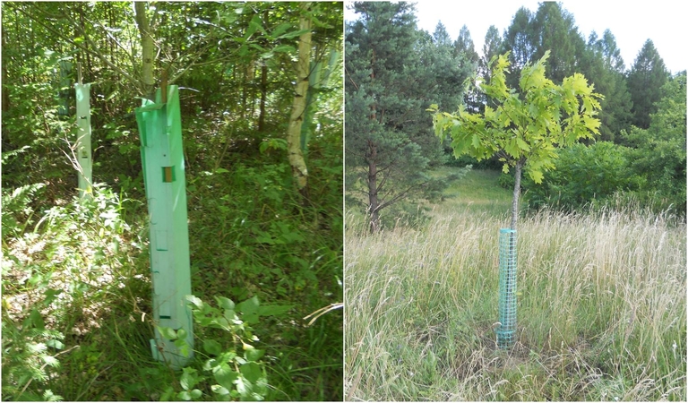 Ar reikalinga tokia pagalba miesto medžiams?