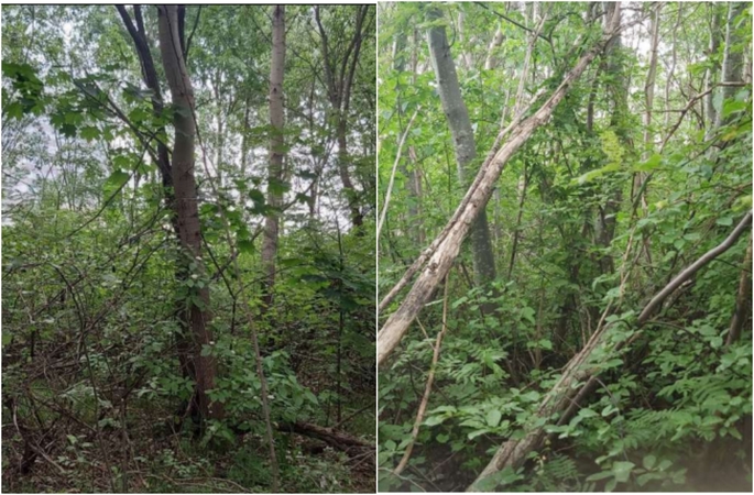 Viršuliškėse planuojama nauja viešoji erdvė