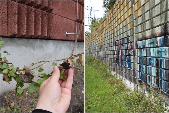 Akibrokštai: policijai pareiškimą parašęs įmonės atstovas nurodė radęs nupjautus vijoklius ir aprašinėtą garsą slopinančią sieną.