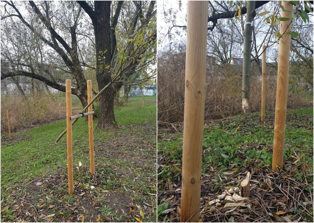 Nuostoliai: bebrai nugraužė ką tik pasodintus jaunus medžius Malūno parke.