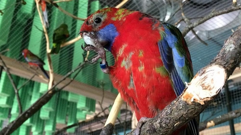 „Megoje“ duris atvers pirmasis Lietuvoje kontaktinis zoologijos sodas