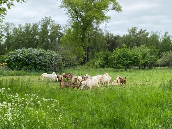 Kuršių nerijos pievas „šienauja“ ožkos ir avys