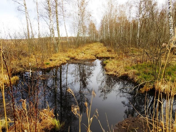 Tarptautinei pelkių dienai – filmas apie atkuriamą Tyrulių pelkę