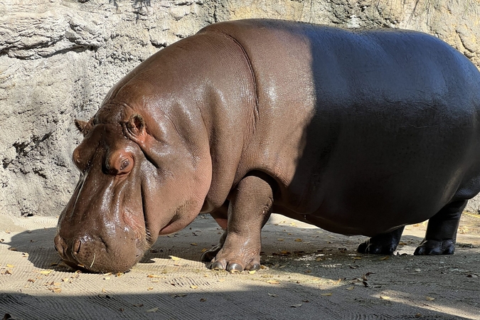 Zoologijos sodo darbuotojai 7 metus manė, kad begemoto patelė yra patinas