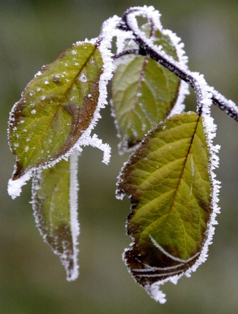 Šalnų gali būti ir birželį ar liepą