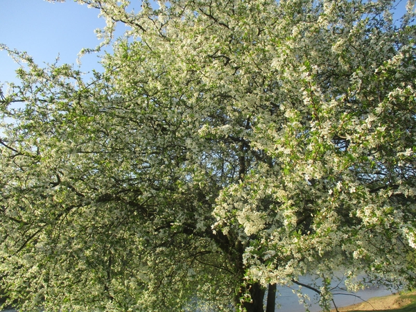 Prognozuoja šių metų vaisių derlių: obelų dar nepaveikė, bet kitiems jau pakenkė