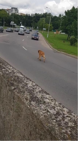 Po sostines gatves blaškosi šuo, padėkite jį sugauti