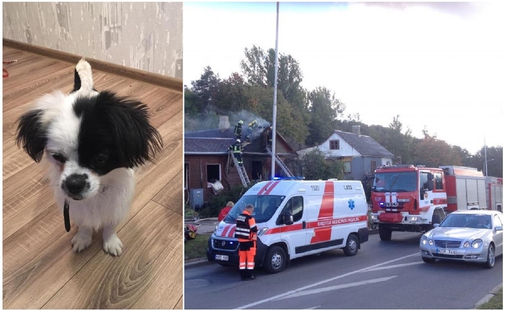 Po didžiulio gaisro Kaune naujų šeimininkų ieško miela kalytė