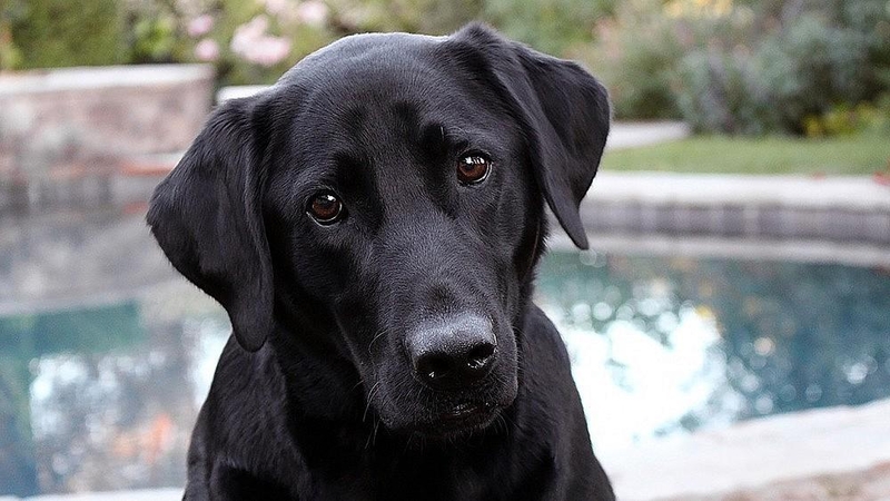 Ištvermingam Labradoro retriveriui nuplaukti 13 km – ne riba
