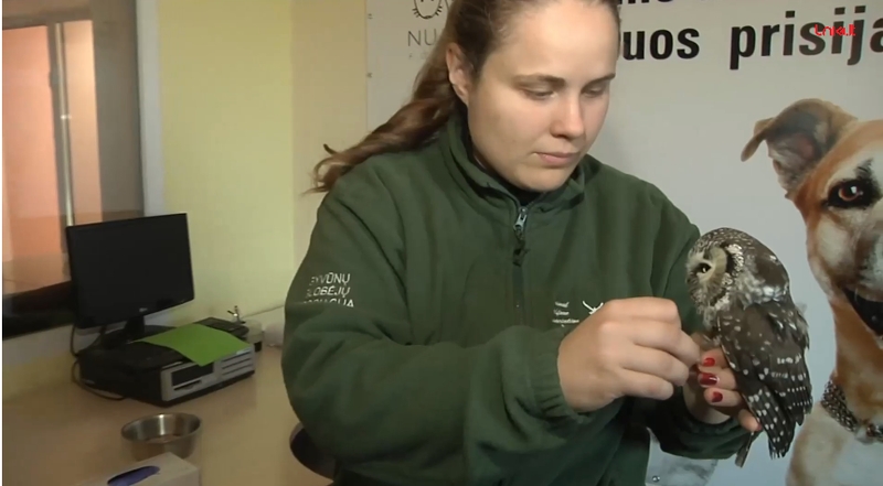 Klaipėdoje rastas itin retas paukštis