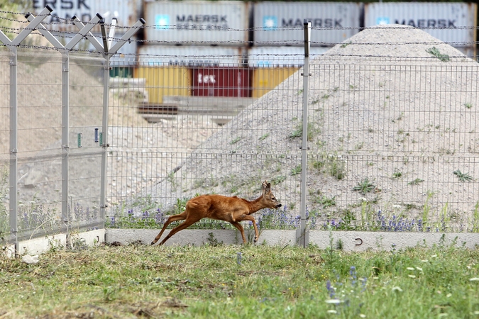 Uostamiestyje blaškosi paklydusi stirna