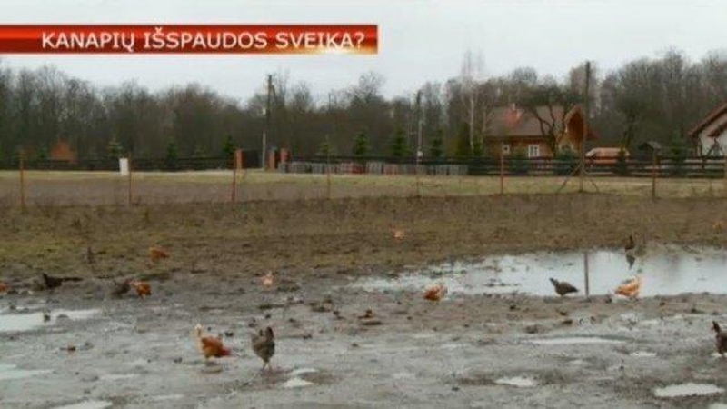 Šeši šalies ūkiai išbando pluoštinių kanapių naudą vištoms ir galvijams