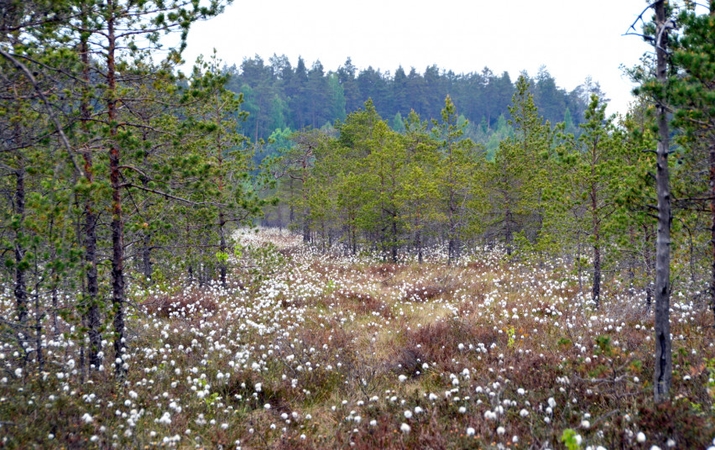 Ekologinio tinklo „Natura 2000“ nauda Lietuvai kasmet siekia apie 105 mln. eurų 