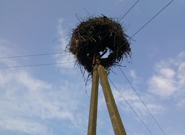 Žaibas nepagailėjo gandrų šeimynos