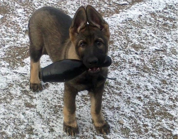 Susipažinkite: trys nauji policijos padėjėjai