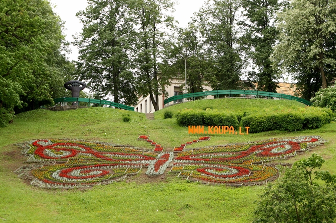 Kauną papuošė didžiausias drugelis Lietuvoje