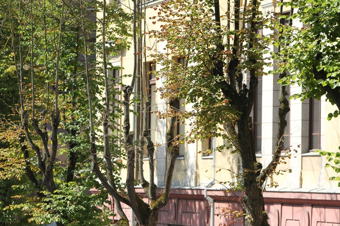 Medžiai ruduoja nesulaukę rudens