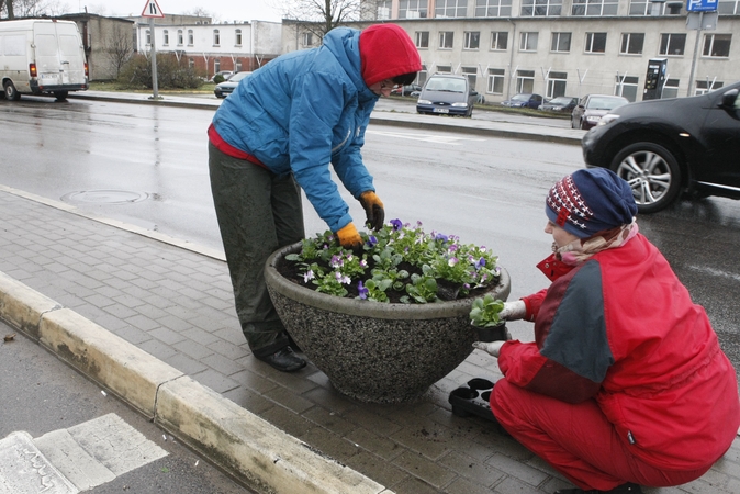 Gėlės: vazose ir klombose našlaitės buvo sodinamos trečiadienį.