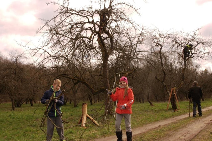 Obelynė laukia savanorių talkininkų