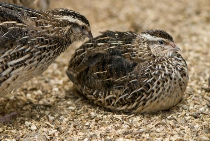 Šiauliečių ūkyje – putpelės, kurapkos ir fazanai