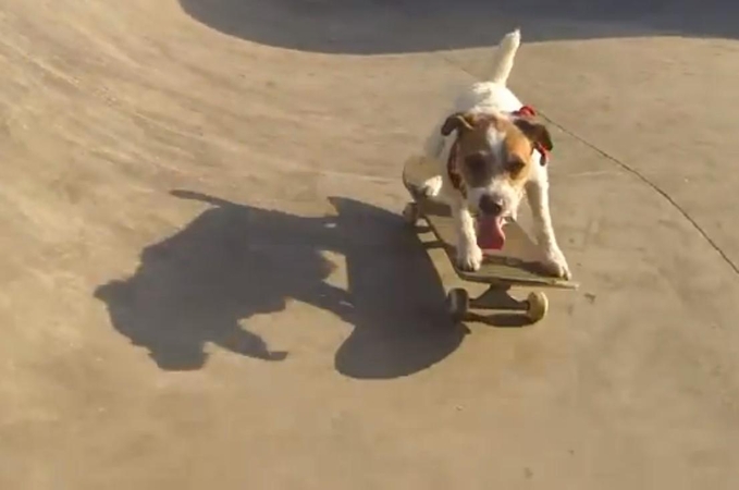  Šuo su riedlente atlieka "kickflip"!