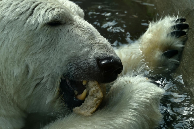 Dėl V. Putino ambicijų kenčia zoologijos sodo meškos
