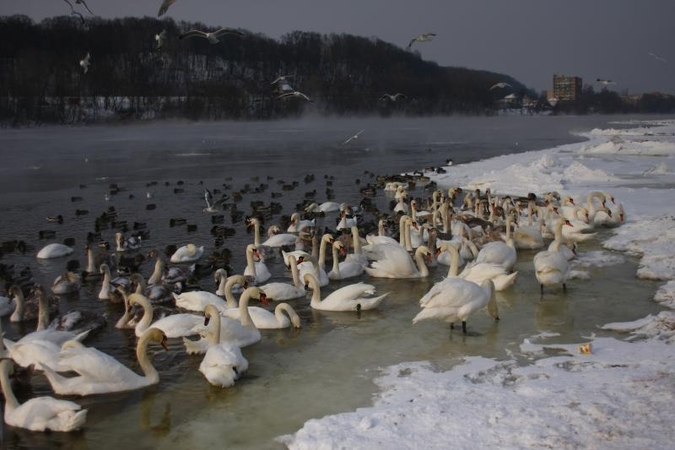 Didžiausioje Lietuvoje lesykloje sulesinama apie 100 kg lesalo kasdien