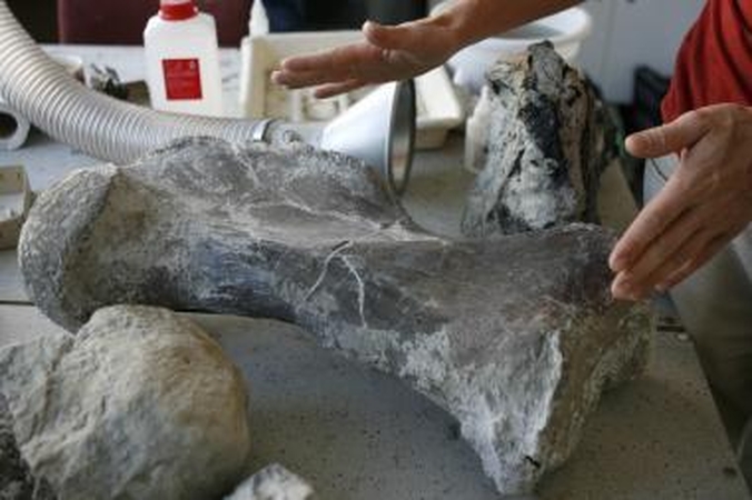 Didieji išnykimai kartojasi kas 27 mln. metų