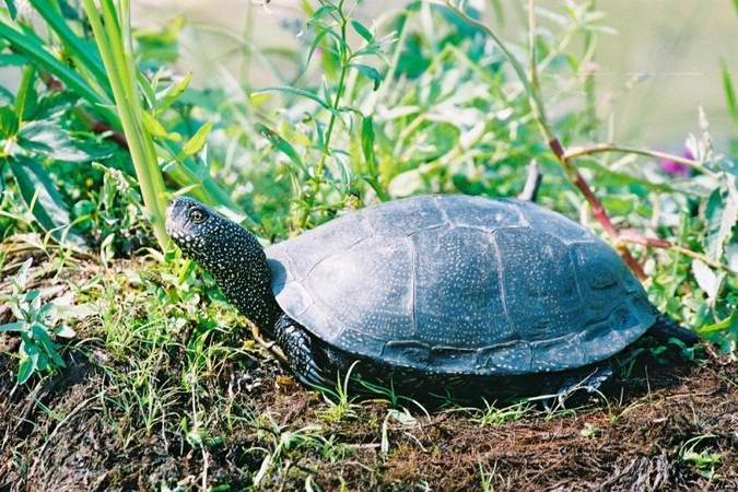 Gamtosaugininkai prašo informacijos apie pastebėtus balinius vėžlius