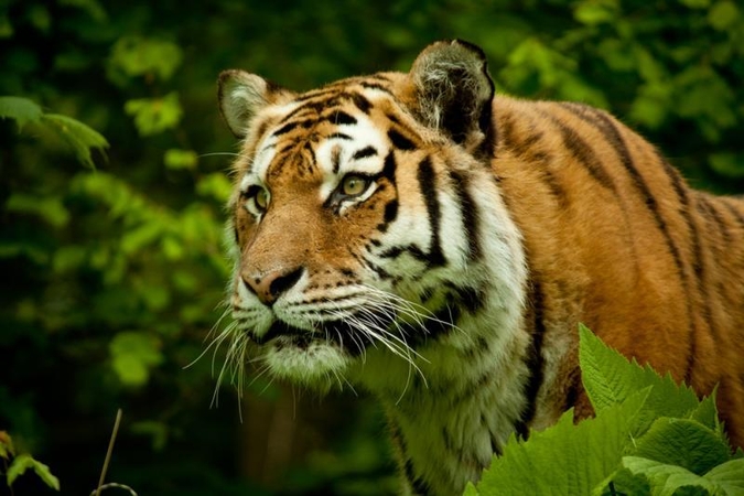 Zoologijos sodą legalizuoti trukdo popierizmas