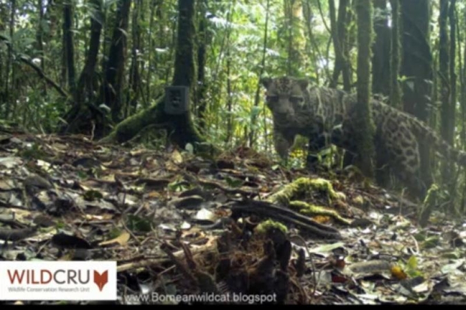 Nufilmuotas itin retas debesuotasis Sunda leopardas 