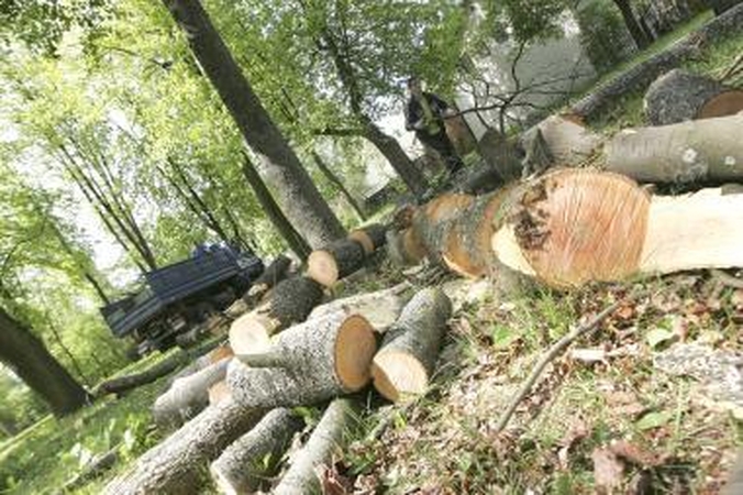 Žada atsodinti dalį medžių ir atsisakyti betoninių krantinių