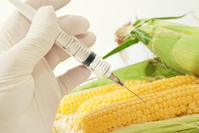 Jei nepakenks pats GMO, pakenks chemikalai