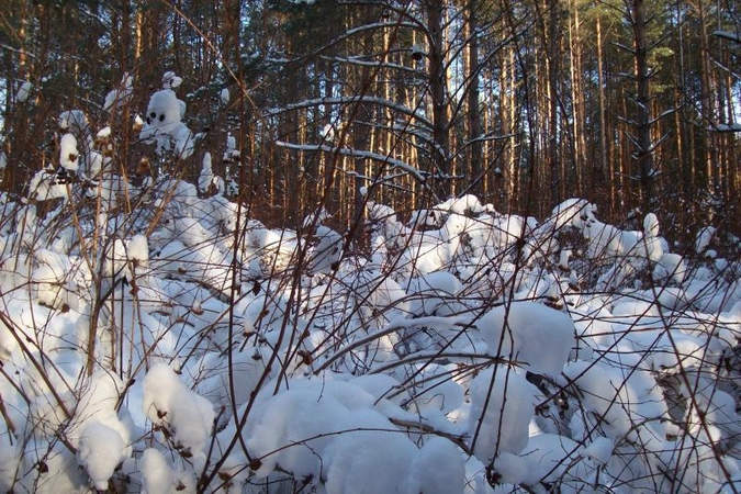 800 tūkst. sodinukų laukia šiltos dirvos