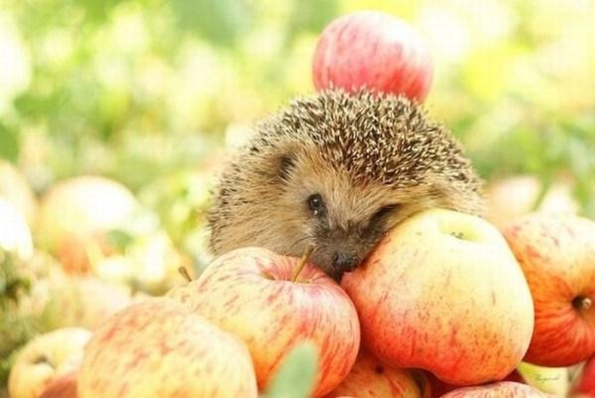 Pavojus! Didžiojoje Britanijoje nyksta ežiai