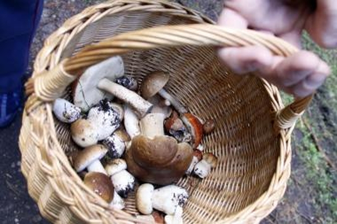 Parlamentarai ruošia žiemai grybų atsargas 