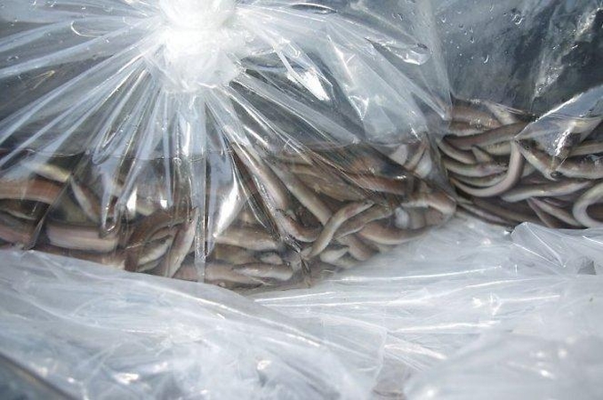 Į Lietuvos ežerus suleista dar beveik 6 tūkst. ungurių jauniklių  