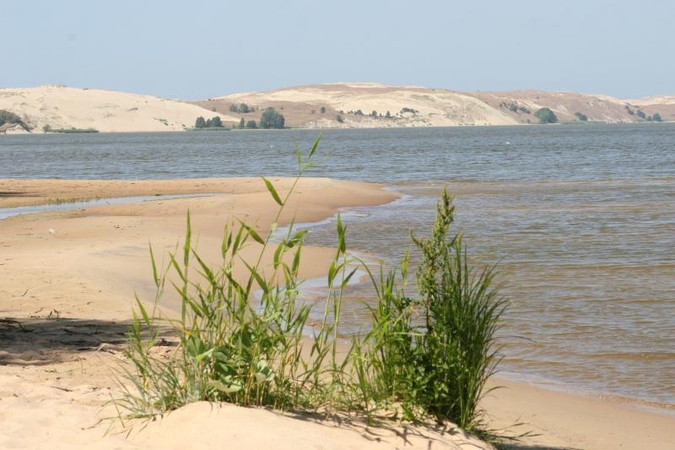 Kuršių nerijoje šalinamos jaunos pušelės