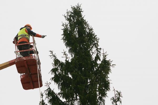 Istoriškai garbingiausias medis yra ne ąžuolas, bet eglė?