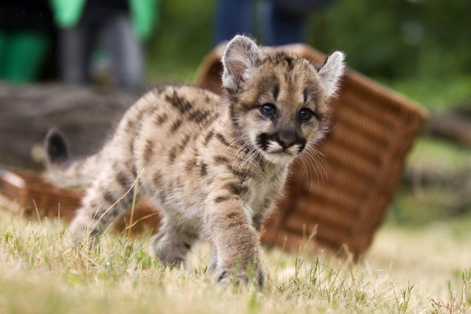 Pirmą kartą per 22 metus puma susilaukė jauniklio