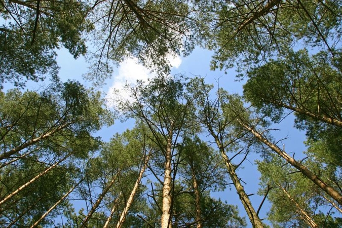 Kauniečių prašymu „Žalioji akcija“ truks ilgiau