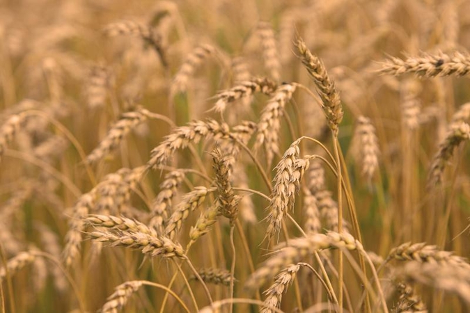 „Agrowill Group”: sausra kai kuriuose Europos regionuose atsilieps grūdų kainoms