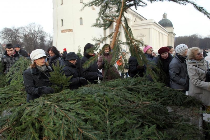 Vilniečiai per šventes puoš ne tik eglių, bet ir pušų šakas