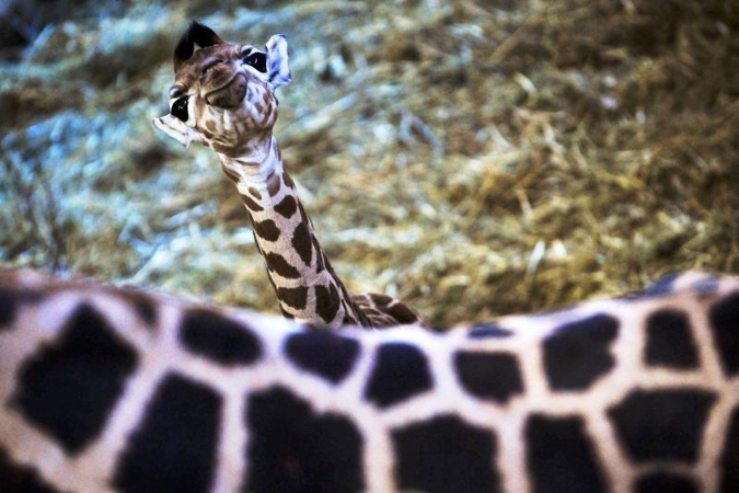Budapešto zoologijos sodas džiaugiasi savaitės amžiaus žirafa