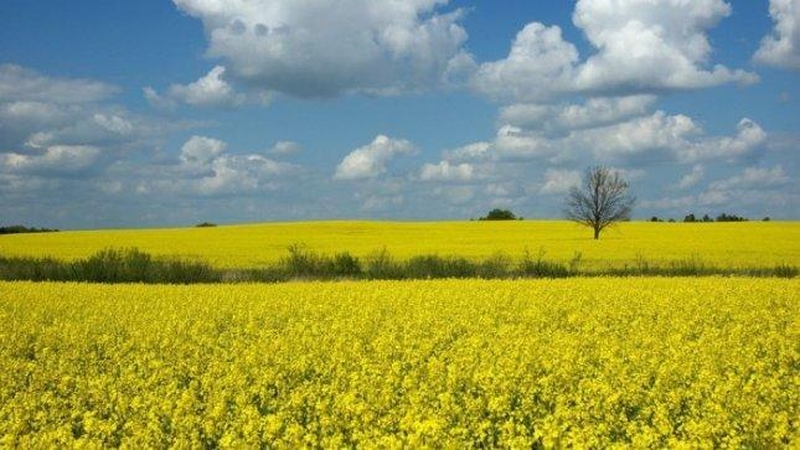 Lietuvos ūkininkai skaičiuoja iššalusių rapsų nuostolius