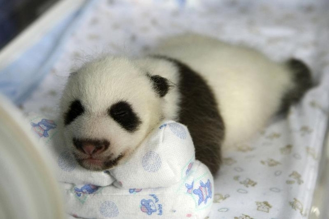 Nugaišo Tokijo zoologijos sode gimęs didžiosios pandos jauniklis